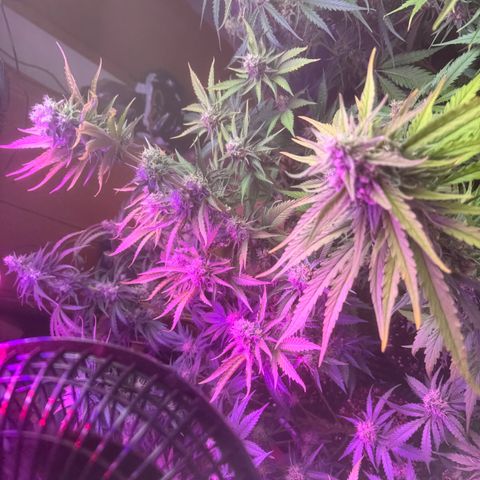 Mimosa growlog timeline photo