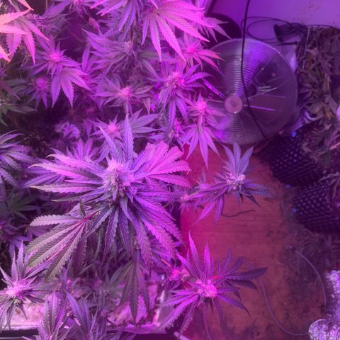Mimosa growlog timeline photo