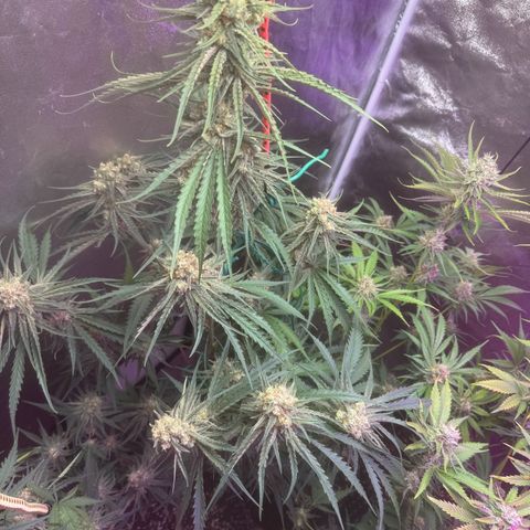 Mimosa growlog timeline photo