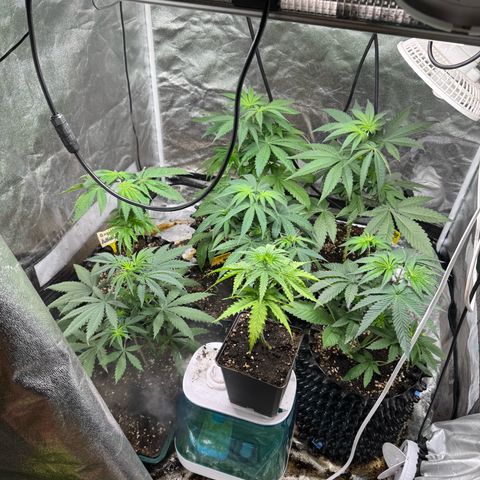 Special Kush #1 growlog timeline photo