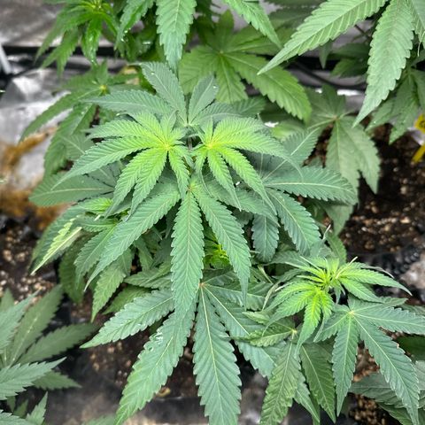 Special Kush 1 growlog timeline photo