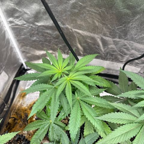 Special Kush #1 growlog timeline photo