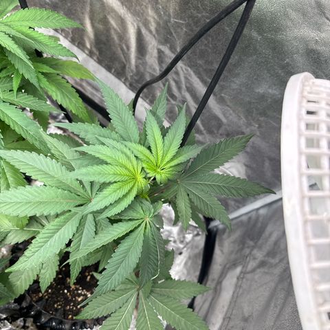 Cookies Gelato growlog timeline photo