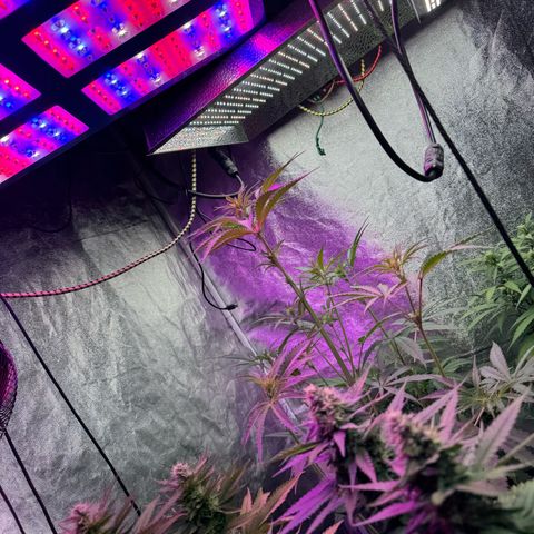Special Kush #1 growlog timeline photo