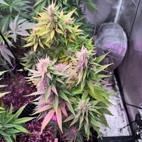 Special Kush #1 growlog timeline photo