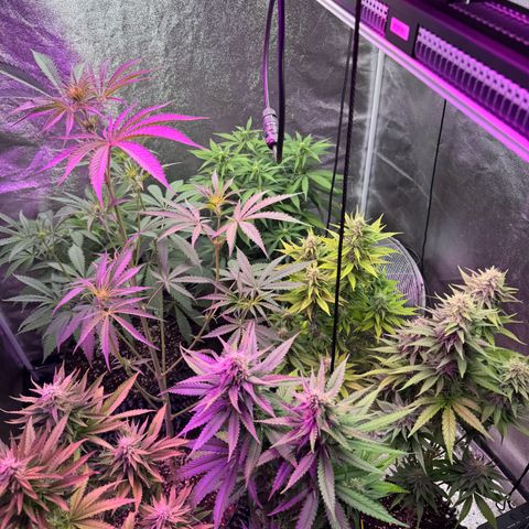 Special Kush #1 growlog timeline photo