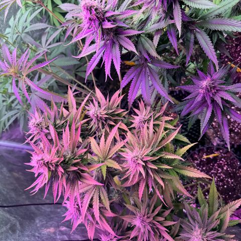 Special Kush #1 growlog timeline photo