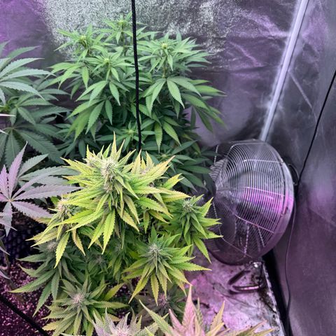 Special Kush #1 growlog timeline photo