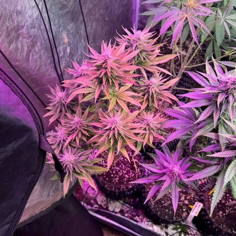 Special Kush #1 growlog timeline photo