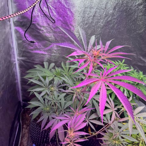 Special Kush #1 growlog timeline photo