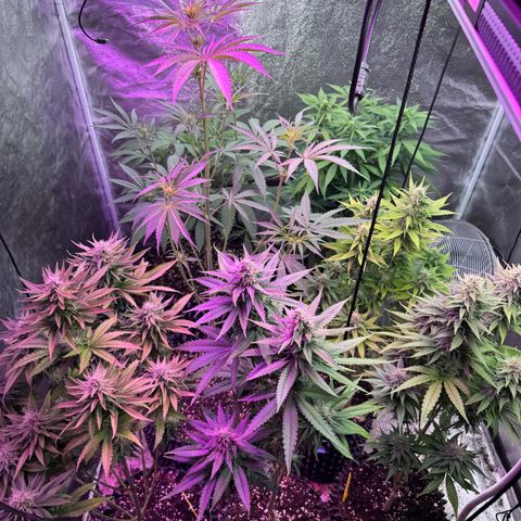 Special Kush #1 growlog timeline photo