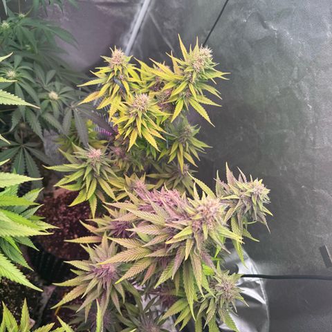 Special Kush #1 growlog timeline photo