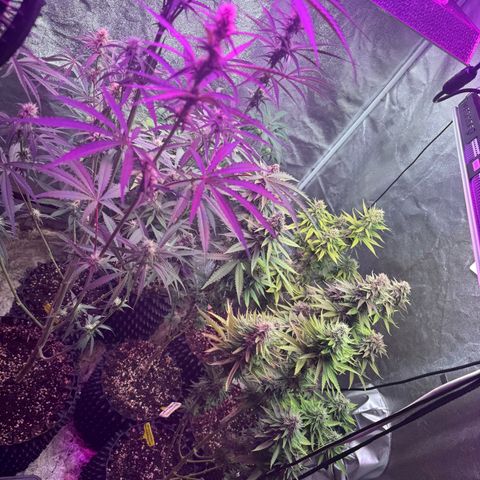 Special Kush #1 growlog timeline photo
