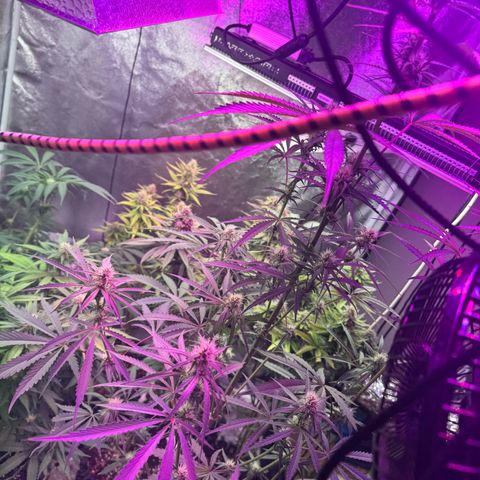 Special Kush #1 growlog timeline photo