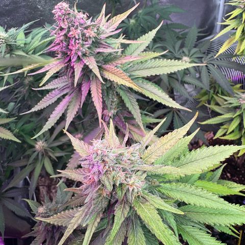 Special Kush #1 growlog timeline photo