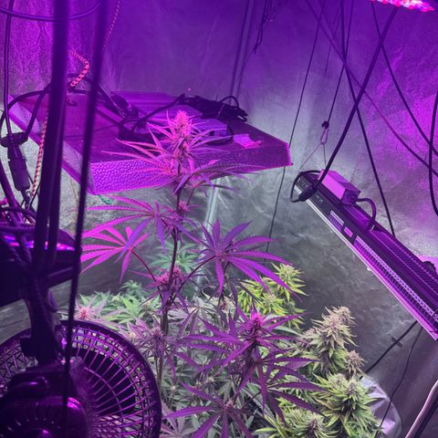 Special Kush #1 growlog timeline photo