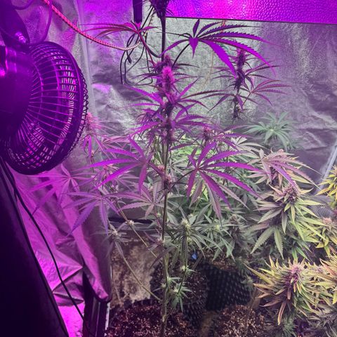 Special Kush #1 growlog timeline photo