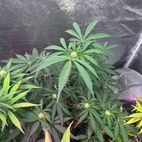 Special Kush #1 growlog timeline photo