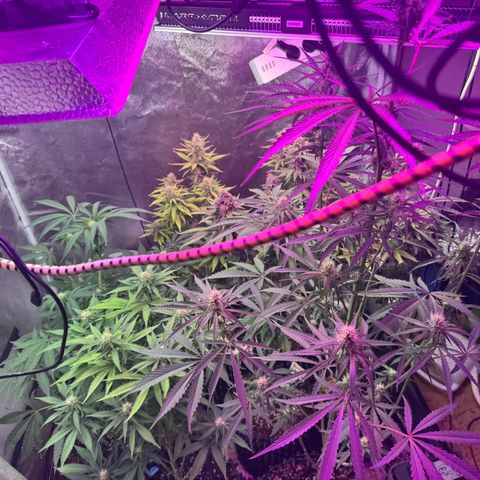 Special Kush #1 growlog timeline photo