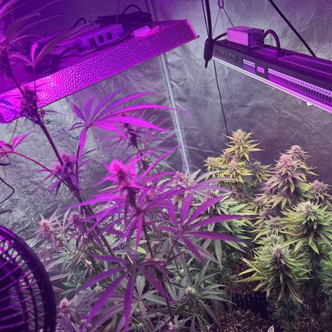 Special Kush #1 growlog timeline photo