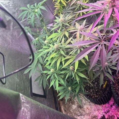 Special Kush #1 growlog timeline photo