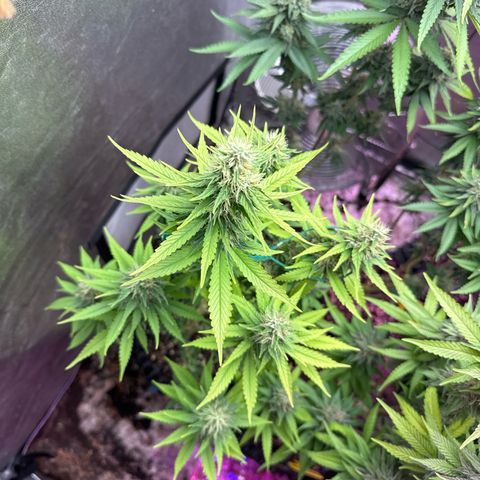 Special Kush #1 growlog timeline photo