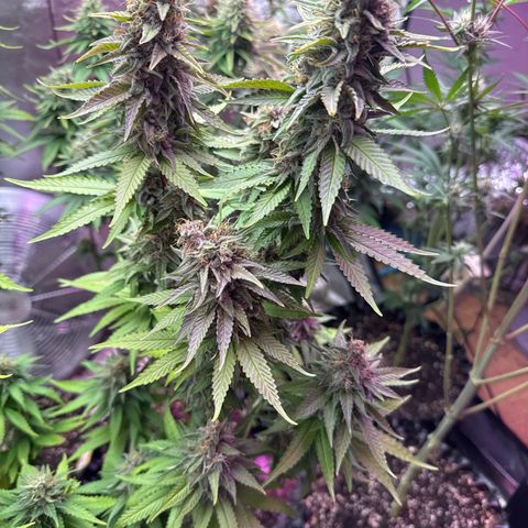Cookies Gelato growlog timeline photo
