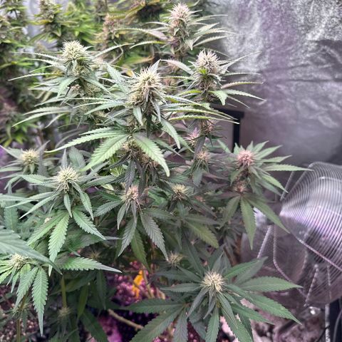 Special Kush 1 growlog timeline photo