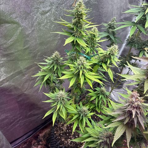 Special Kush #1 growlog timeline photo