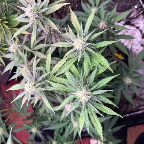 Special Kush 1 growlog timeline photo