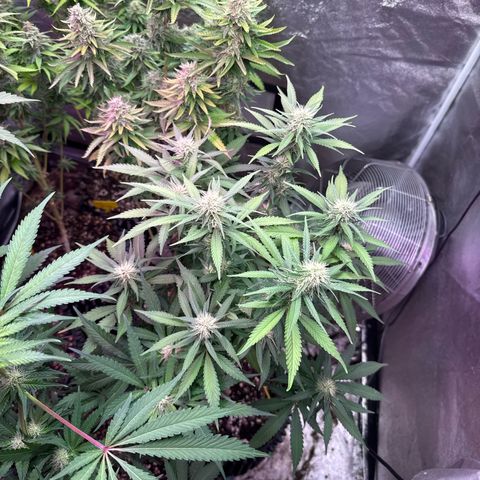 Special Kush 1 growlog timeline photo