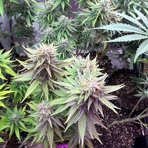Cookies Gelato growlog timeline photo