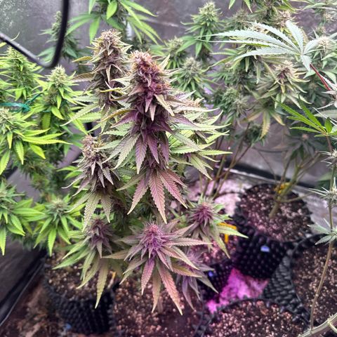 Cookies Gelato growlog timeline photo