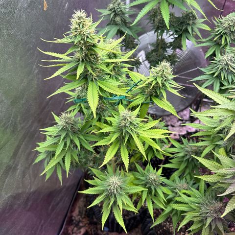 Special Kush #1 growlog timeline photo