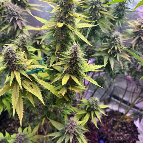 Special Kush #1 growlog timeline photo