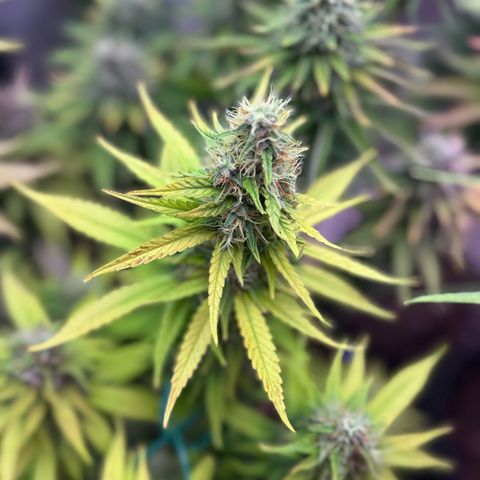 Special Kush #1 growlog timeline photo