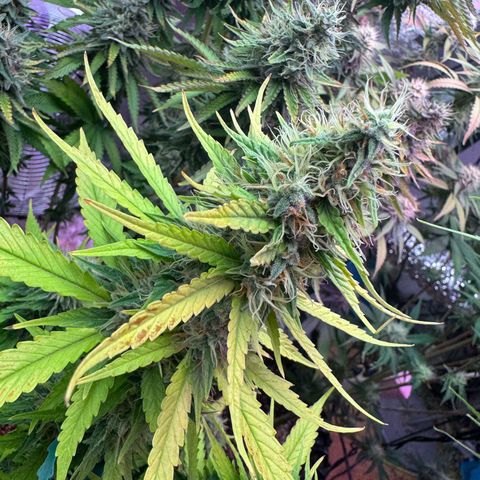 Special Kush #1 growlog timeline photo