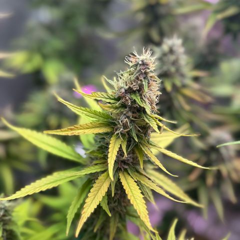 Special Kush #1 growlog timeline photo