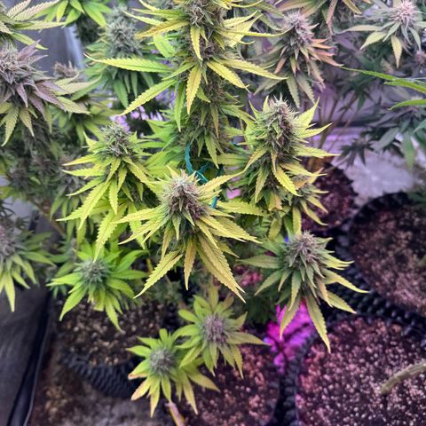Special Kush #1 growlog timeline photo