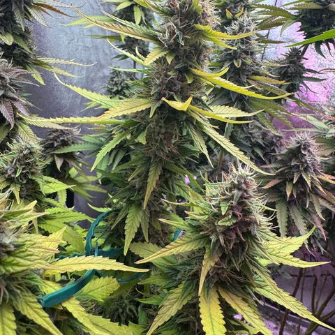 Special Kush #1 growlog timeline photo