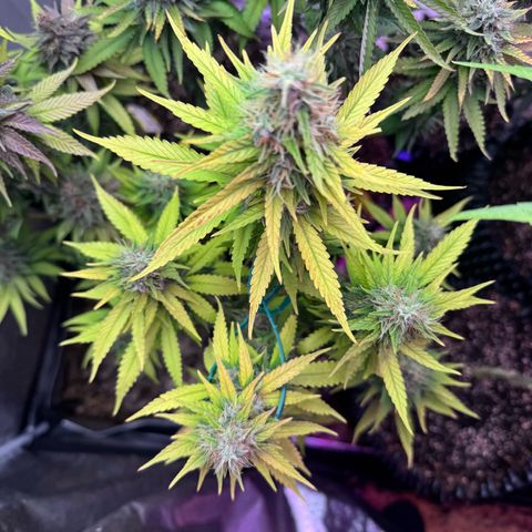 Special Kush #1 growlog timeline photo