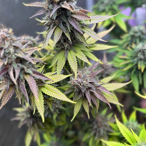 Cookies Gelato growlog timeline photo
