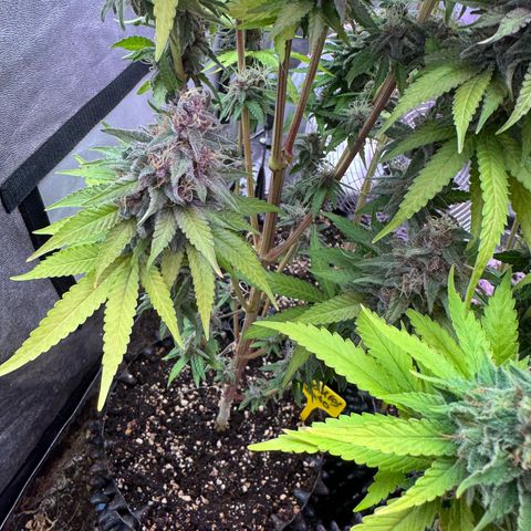 Cookies Gelato growlog timeline photo