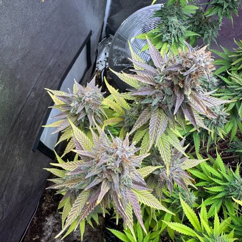 Cookies Gelato growlog timeline photo