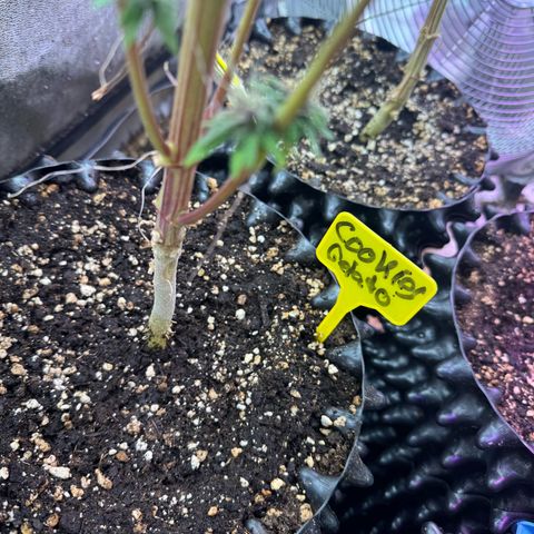 Cookies Gelato growlog timeline photo