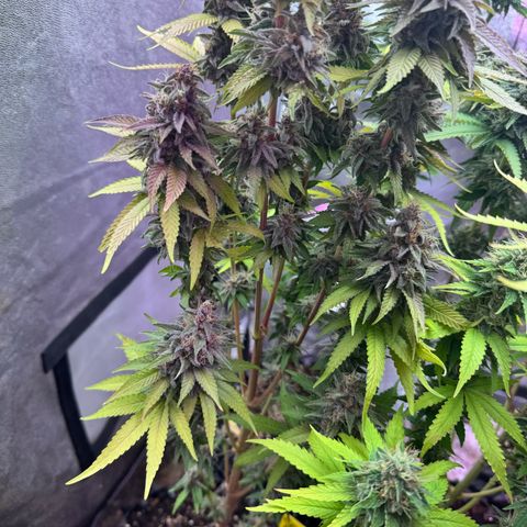 Cookies Gelato growlog timeline photo