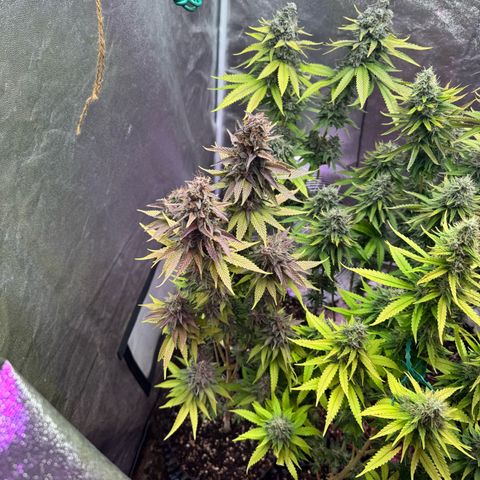 Cookies Gelato growlog timeline photo