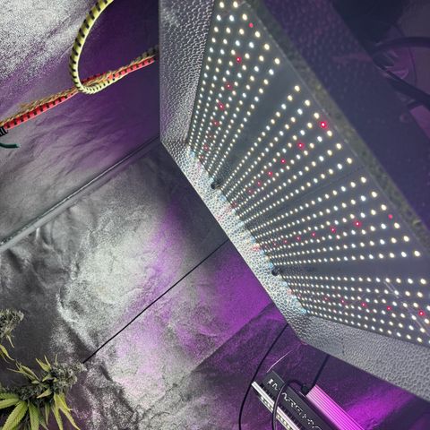 Cookies Gelato growlog timeline photo