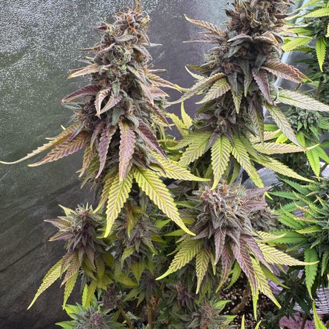 Cookies Gelato growlog timeline photo