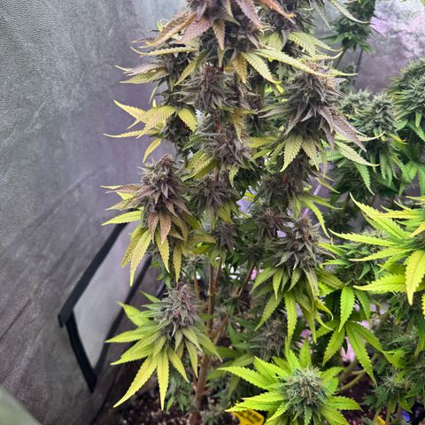 Cookies Gelato growlog timeline photo